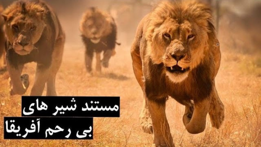 مستند حیوانات  شیر های بی رحم...