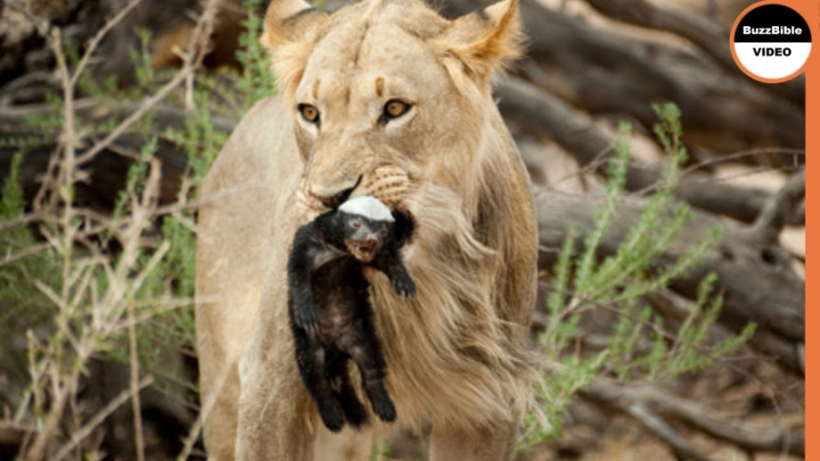 مستند رازبقا  شیر نیروی وحشیان...