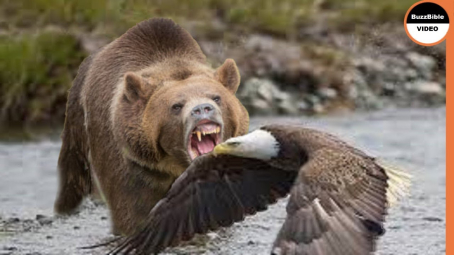 مستند حیات وحش  هنگامی که خرس...