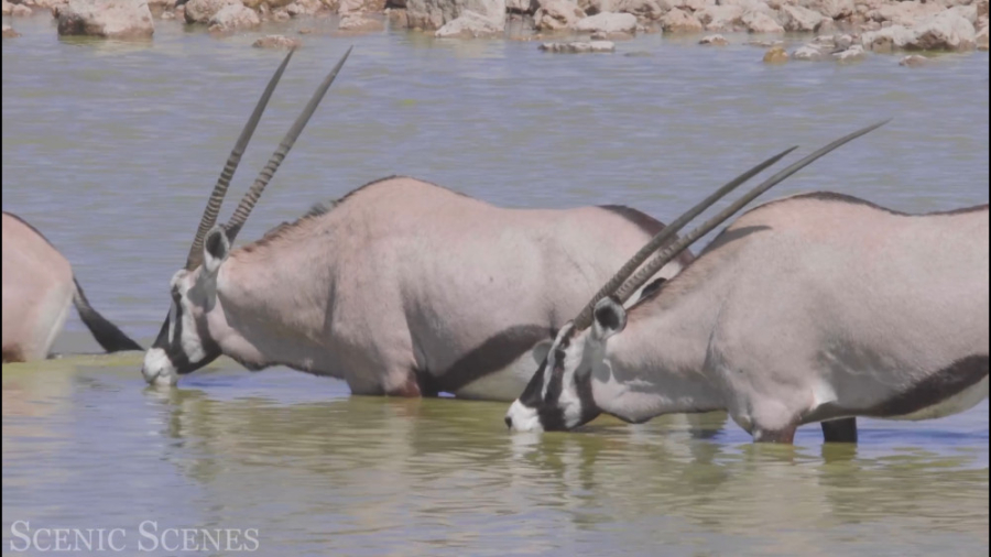 منظره های شگفت انگیز از حیات و...
