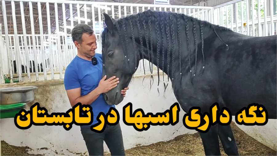 اسبها در تابستان