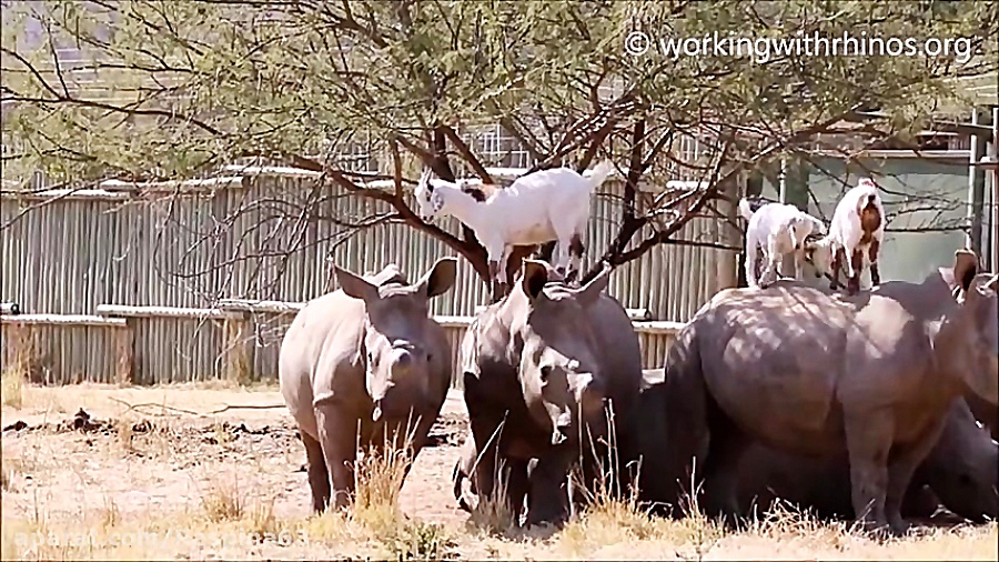 دوستی جالب بزها با کرگدن ها