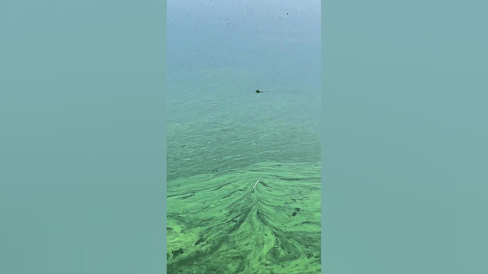 شنای غورباقه