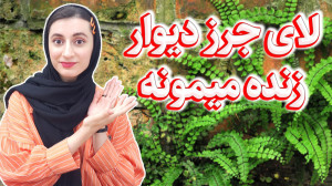 کی گفته نباید روی سرخس آب بریز...