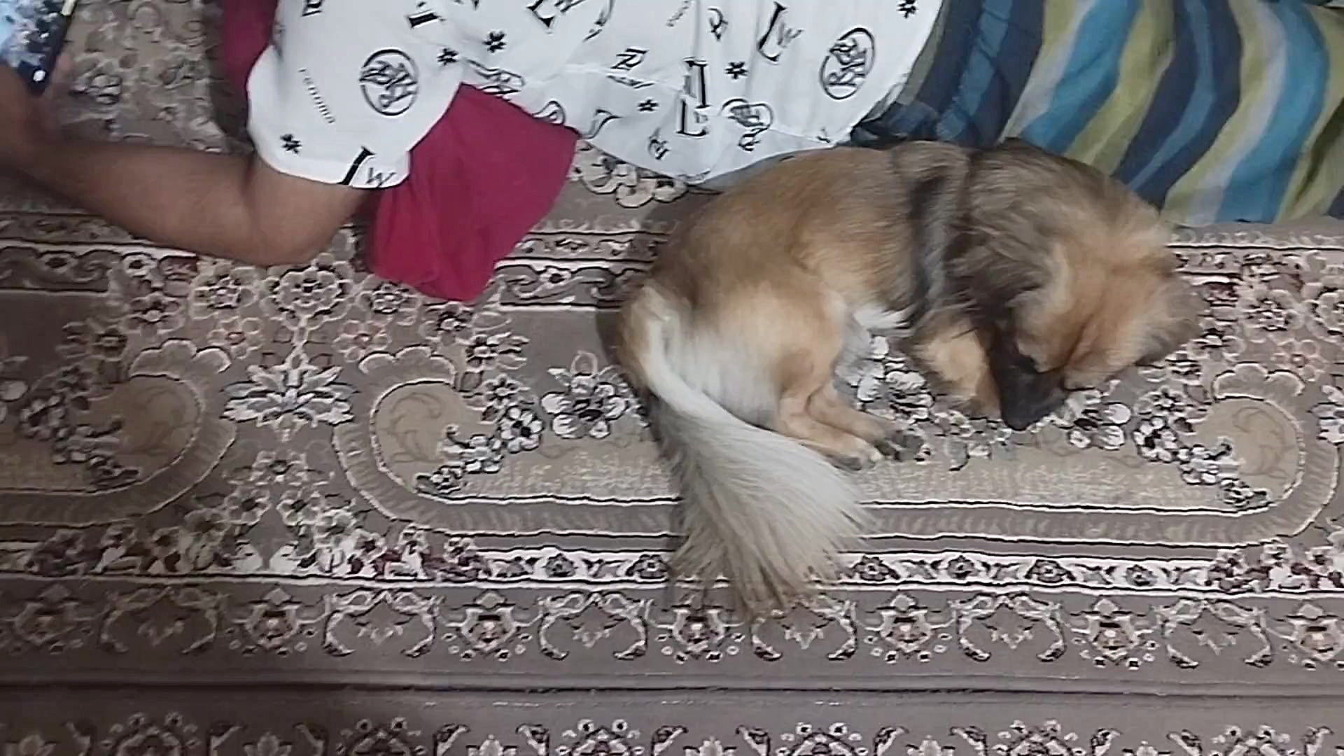 استریم فقیرانه