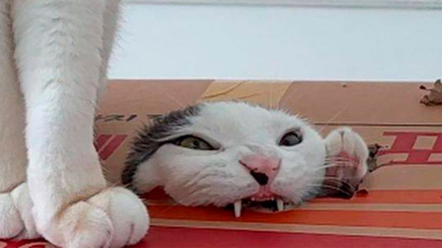 کلیپ طنز خنده دار گربه ها، چال...