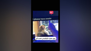روی مغز حیوان اپلیکیشن نصب کرد...