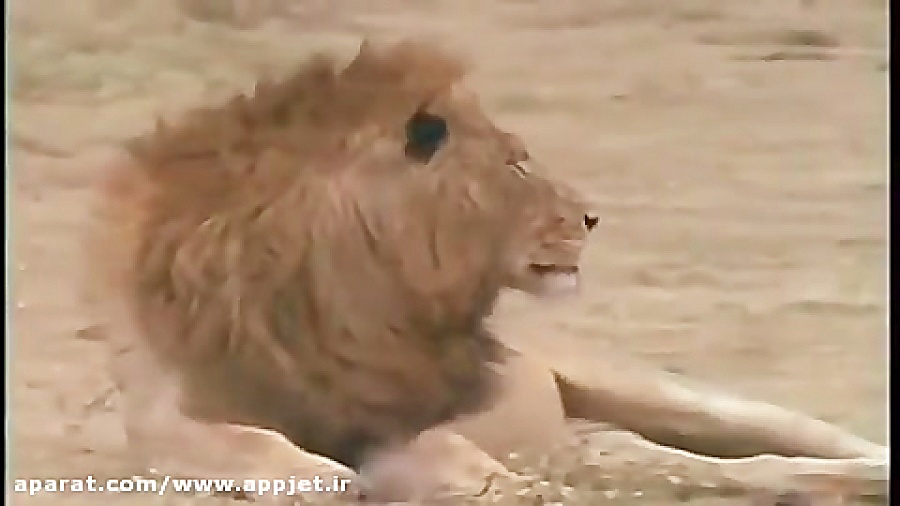 جنگ بین شیر نر و ماده و کفتار