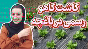 تجربه ما از کاشت کاهو | کاهو ر...