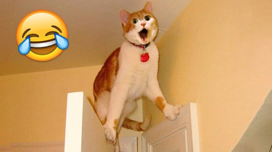 کلیپ طنز گربه ها ، زندگی خنده...