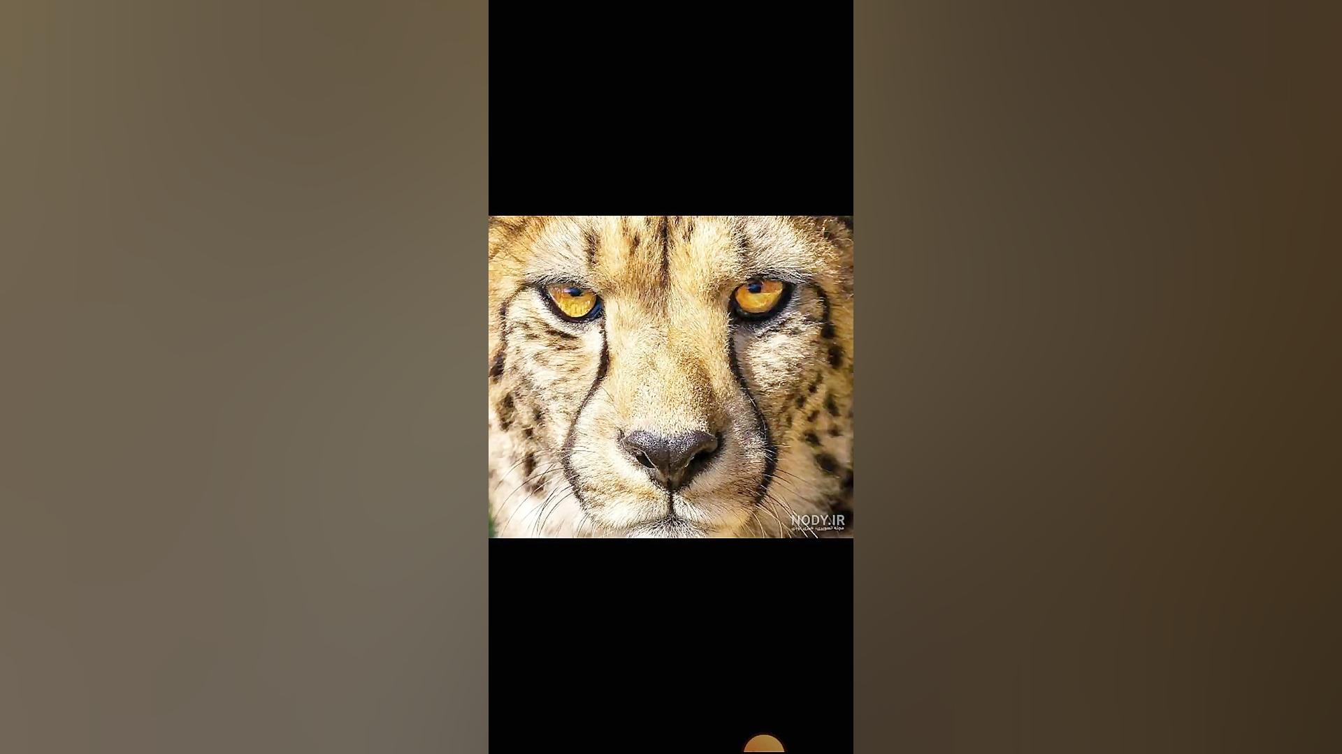 اهنگ شلوار پلنگی میلاد قربانی