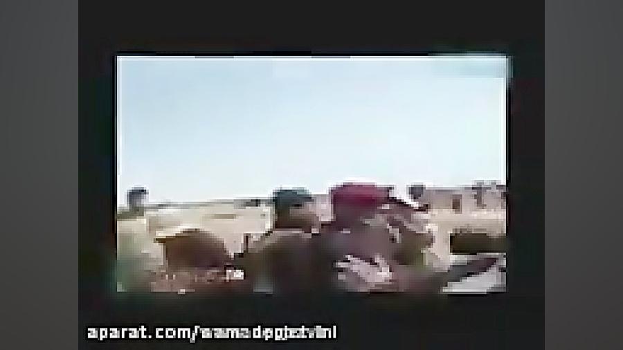 خوردن حیوانات زنده