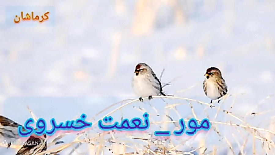 مورلکی نعمت خسروی