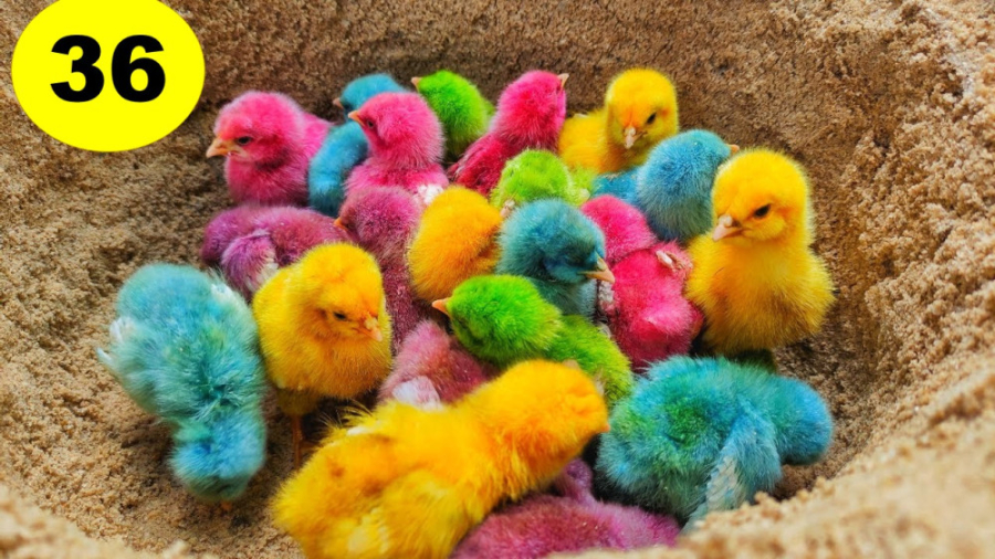 جوجه رنگی نارنجی , رنگ کردن جوجه رنگی , جوجه