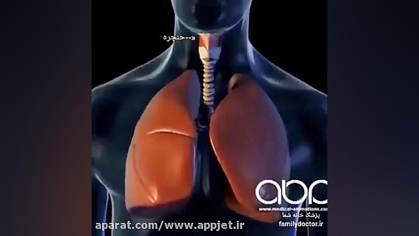 دیافراگم و ریه ها و دستگاه تنف...