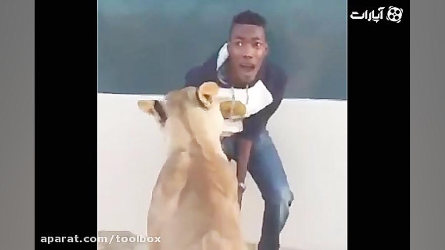 شوخی خطرناک با شیر