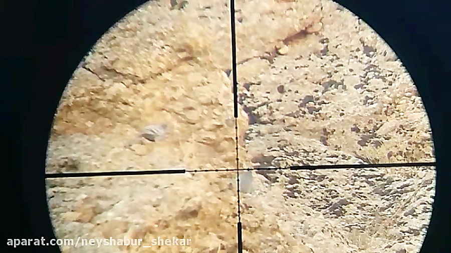 شکار کبوتر با pcp پانچر