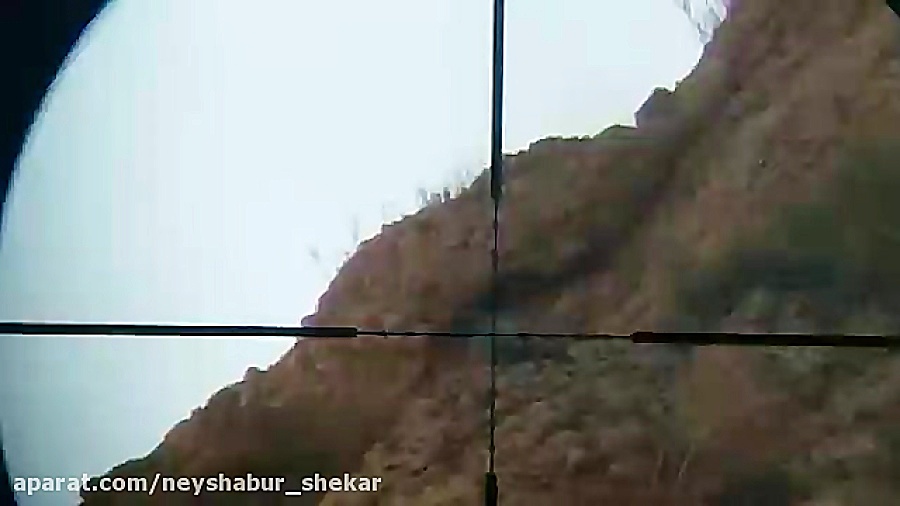 شکار کبوتر با pcp پانچر