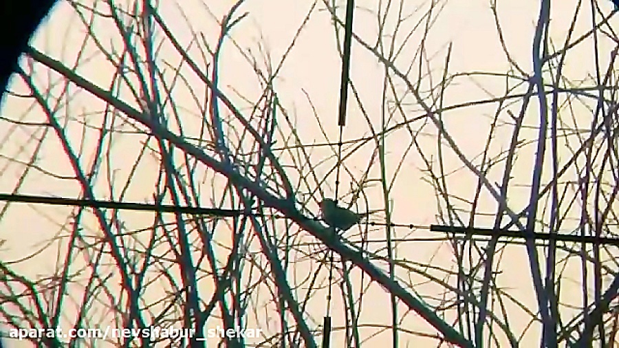 شکار گنجشک با pcp پانچر