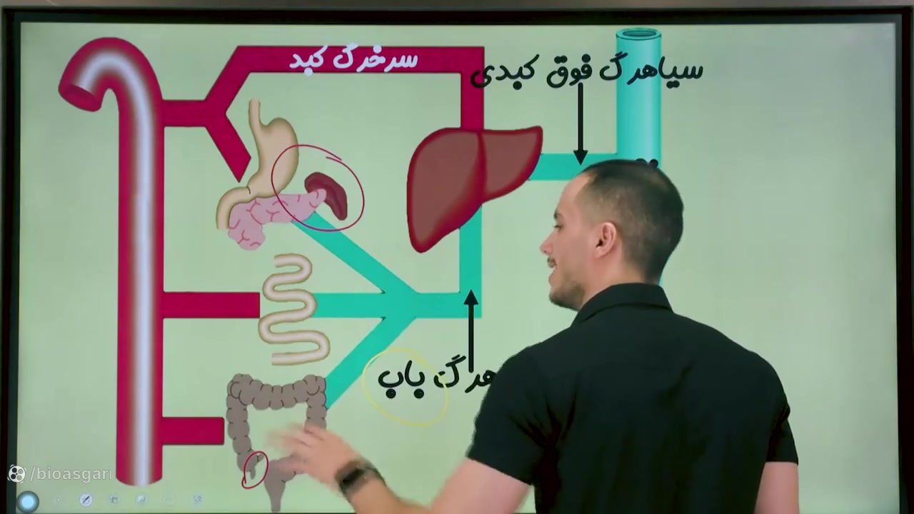 سیاهرگ باب کبدی