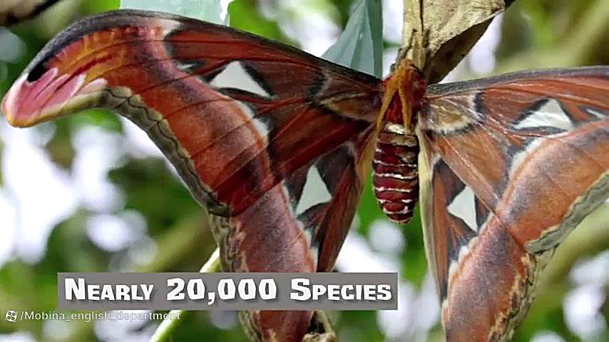 Butfly Life Cycle of a butterfly