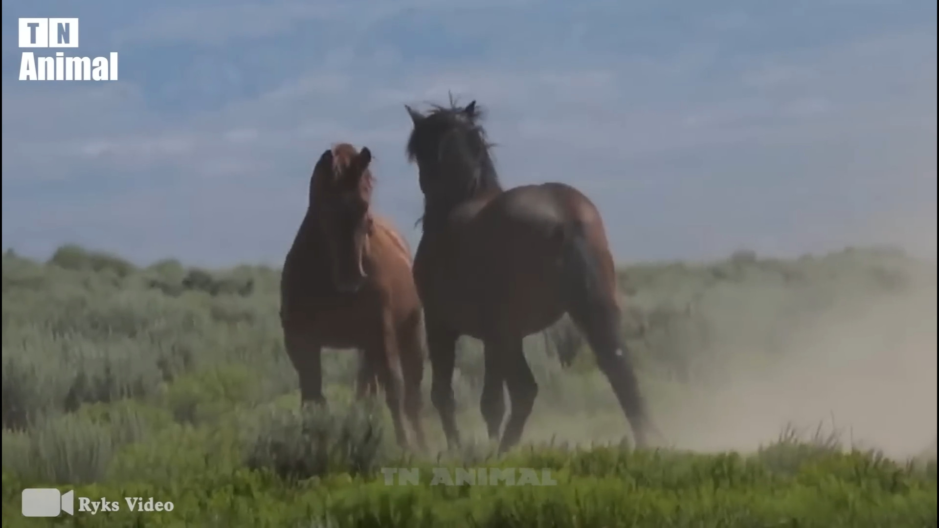 صحنه هایی از حمله اسب ها و گور...