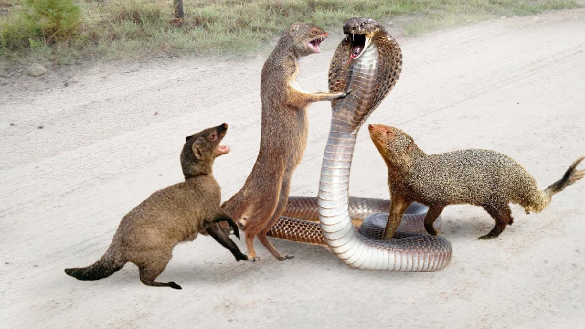 مار برای حمله به مونگوس ها مجا...