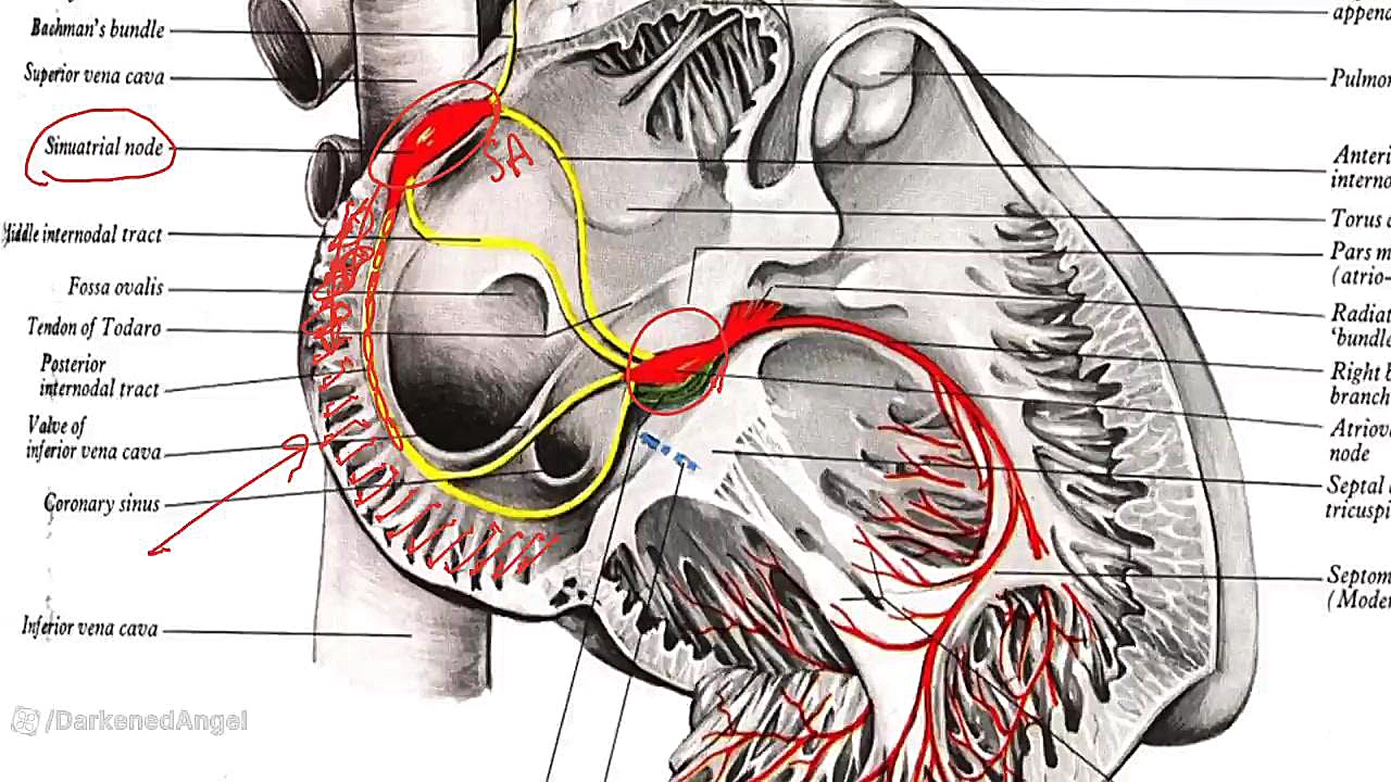 heart physiology 1_2