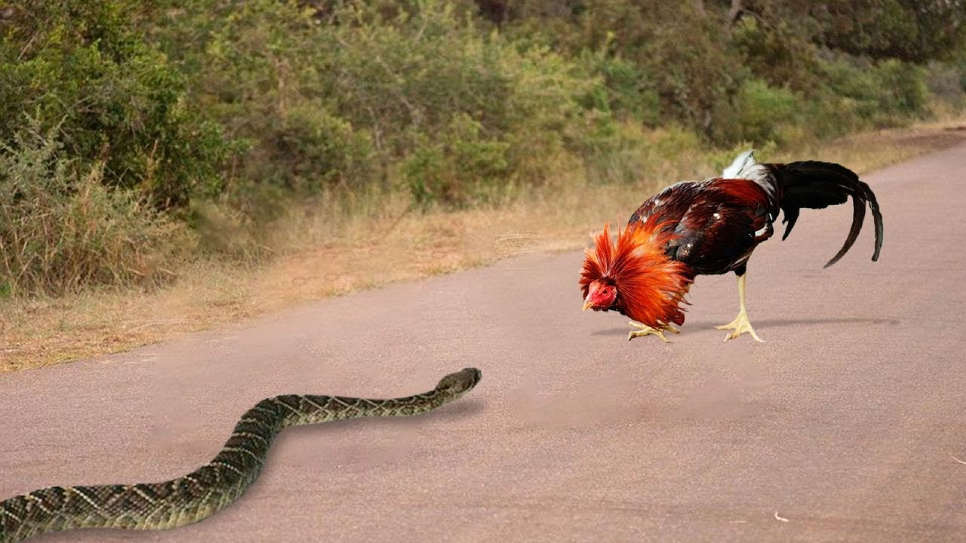 نبر های باورنکردنی کمیاب مار ه...