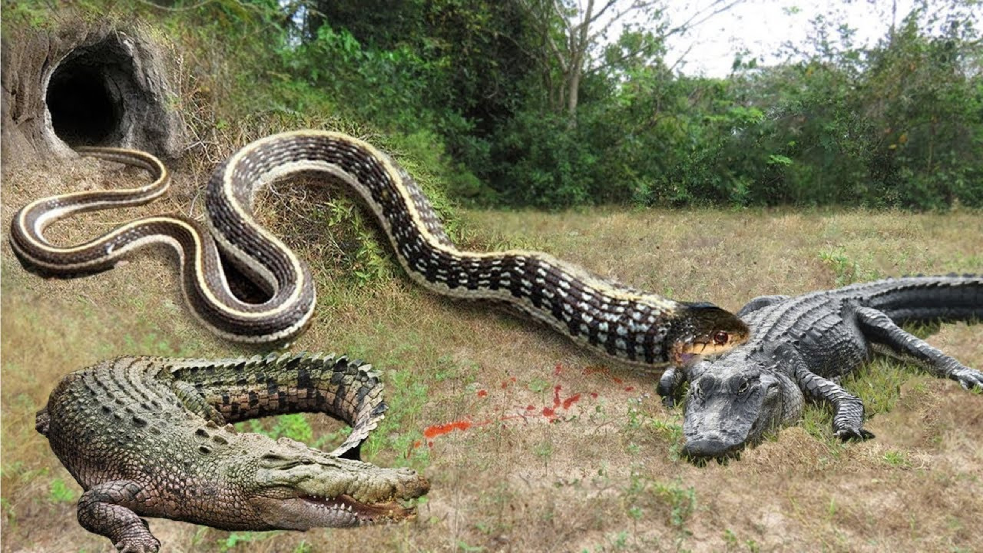 Крокодилы едят змей. Королевская Анаконда змея. Анаконда и Королевская Кобра.