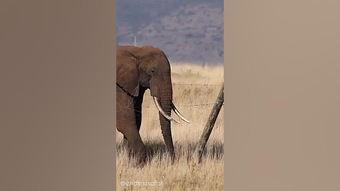 حیات وحش  نحوه عبور فیل های با...