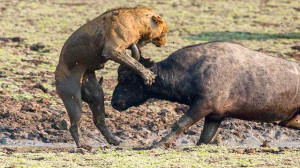 حیات وحش :: نبرد حماسی بوفالو...