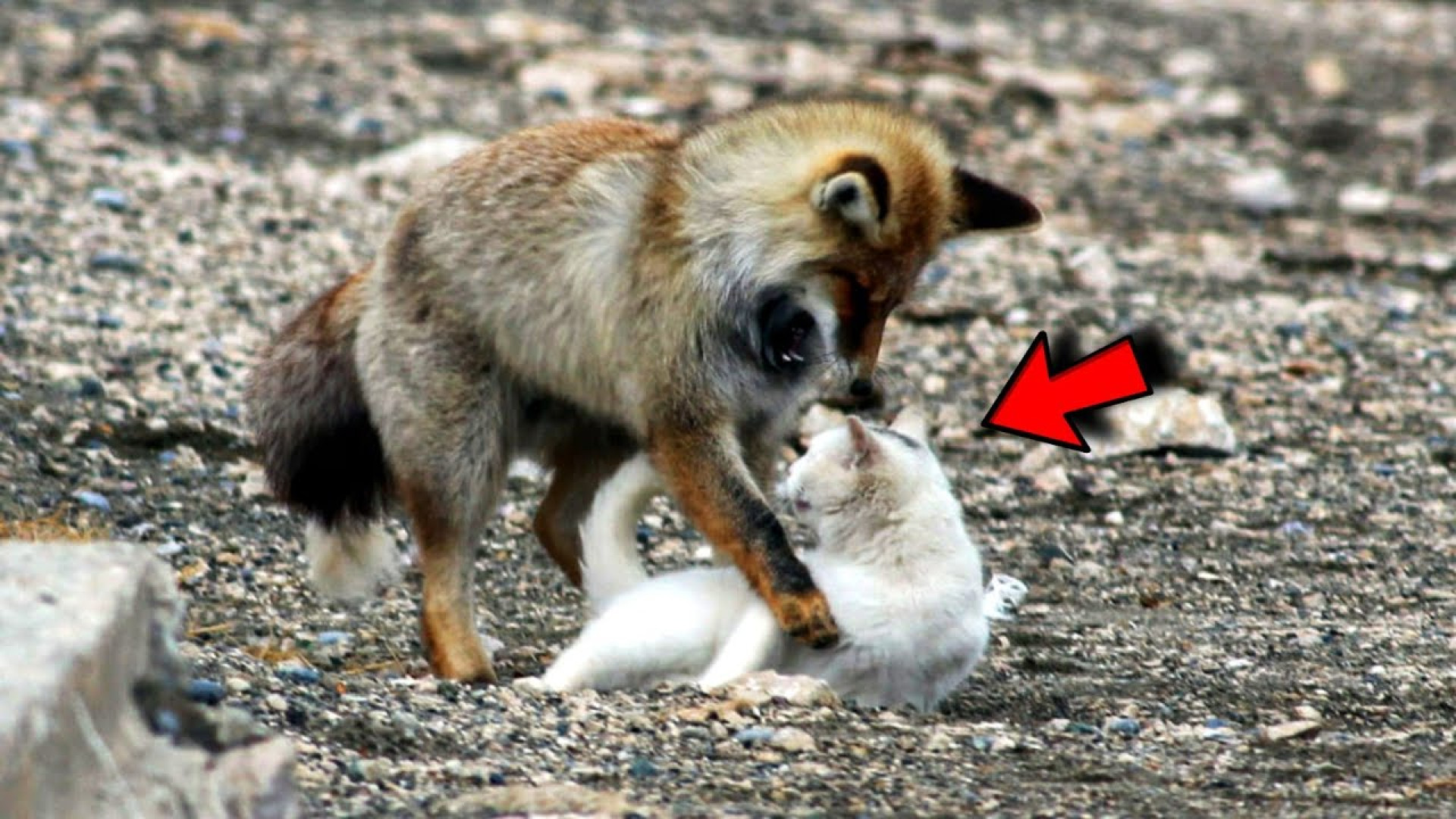 اتفاقی شگفت انگیز در طبیعت  دن...