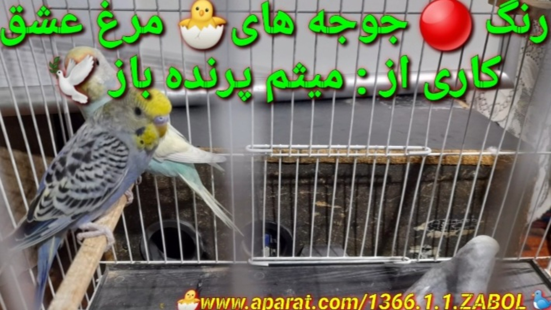 رنگ جوجه های مرغ عشق