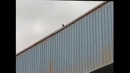 تفنگ بادی دیانا 56، شکار کبوتر...