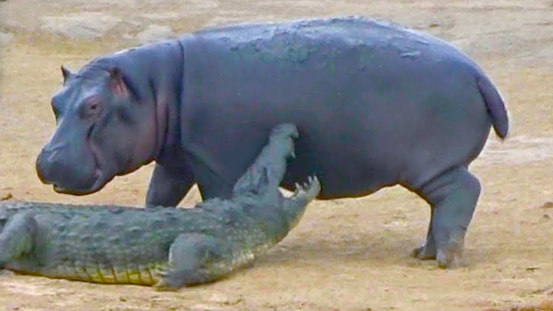 حملات ناموفق کروکودیل! نبرد با...