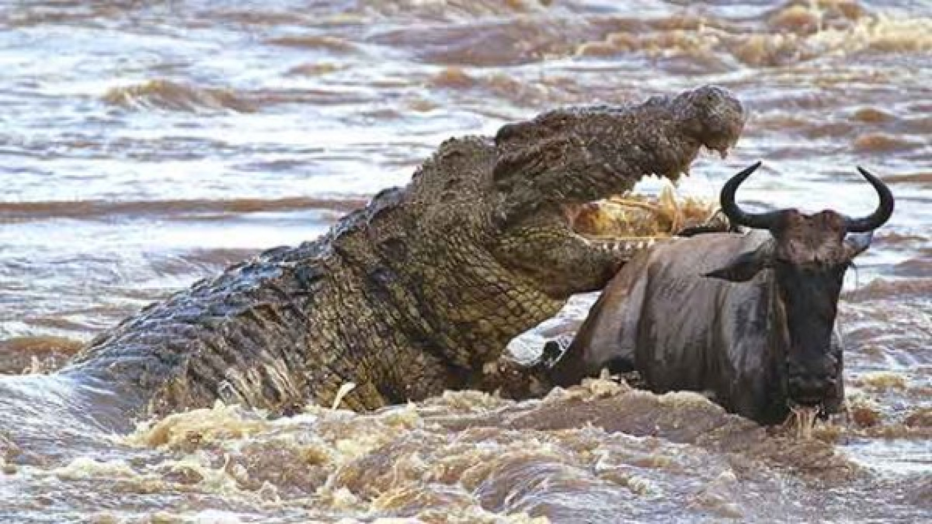 مستند نبردهای حیوانات  رویاروی...