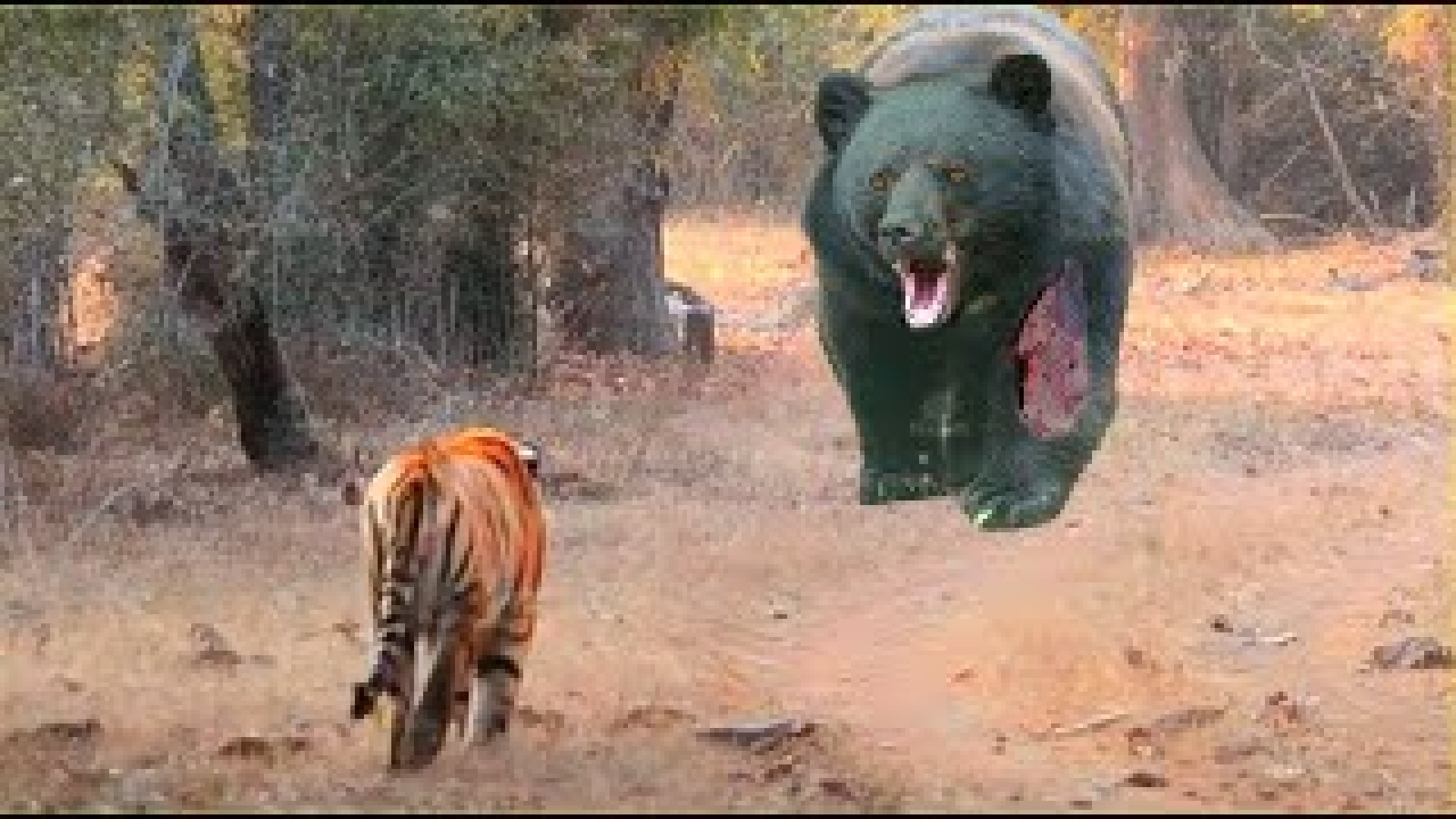 ببر احمق به خرس غول پیکر حمله...