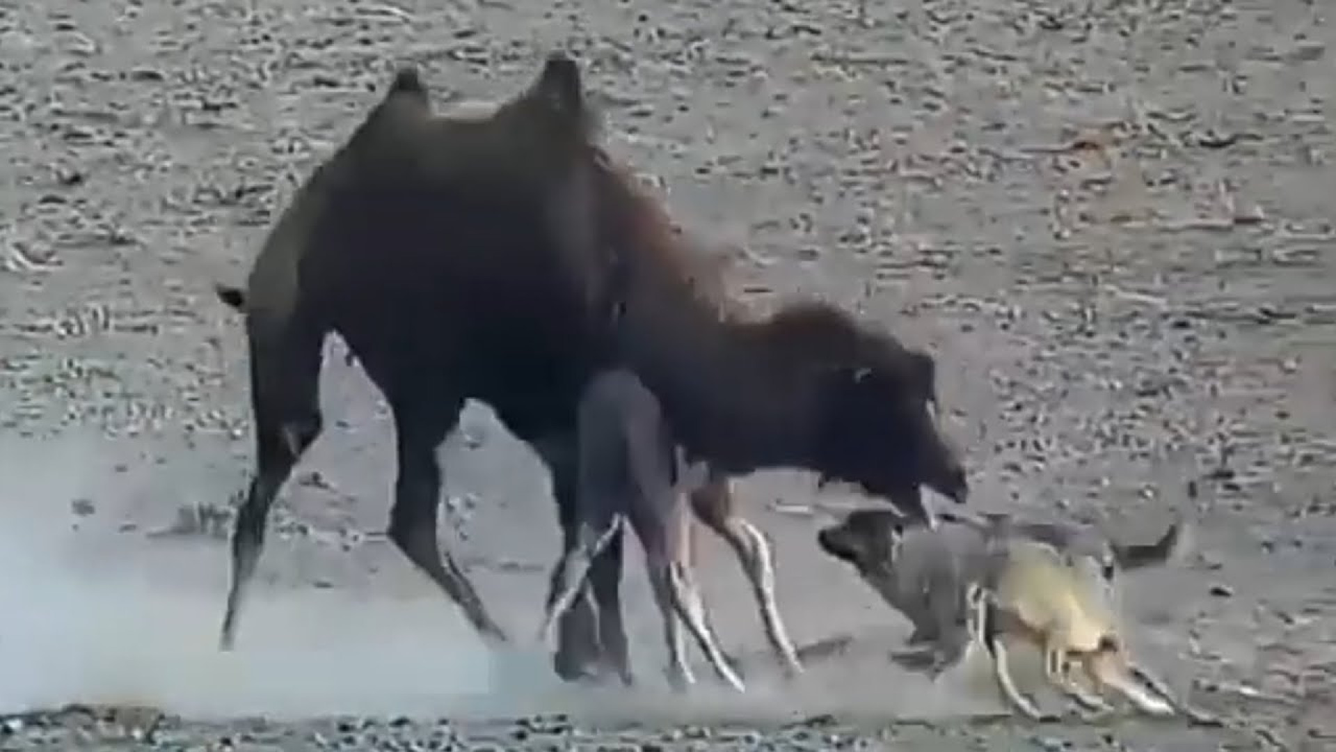 حیوانات وحشی :: حیات وحش : مبا...