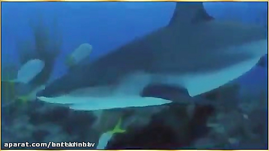 فیلم ویدیوی بسیار زیبا از دوست...