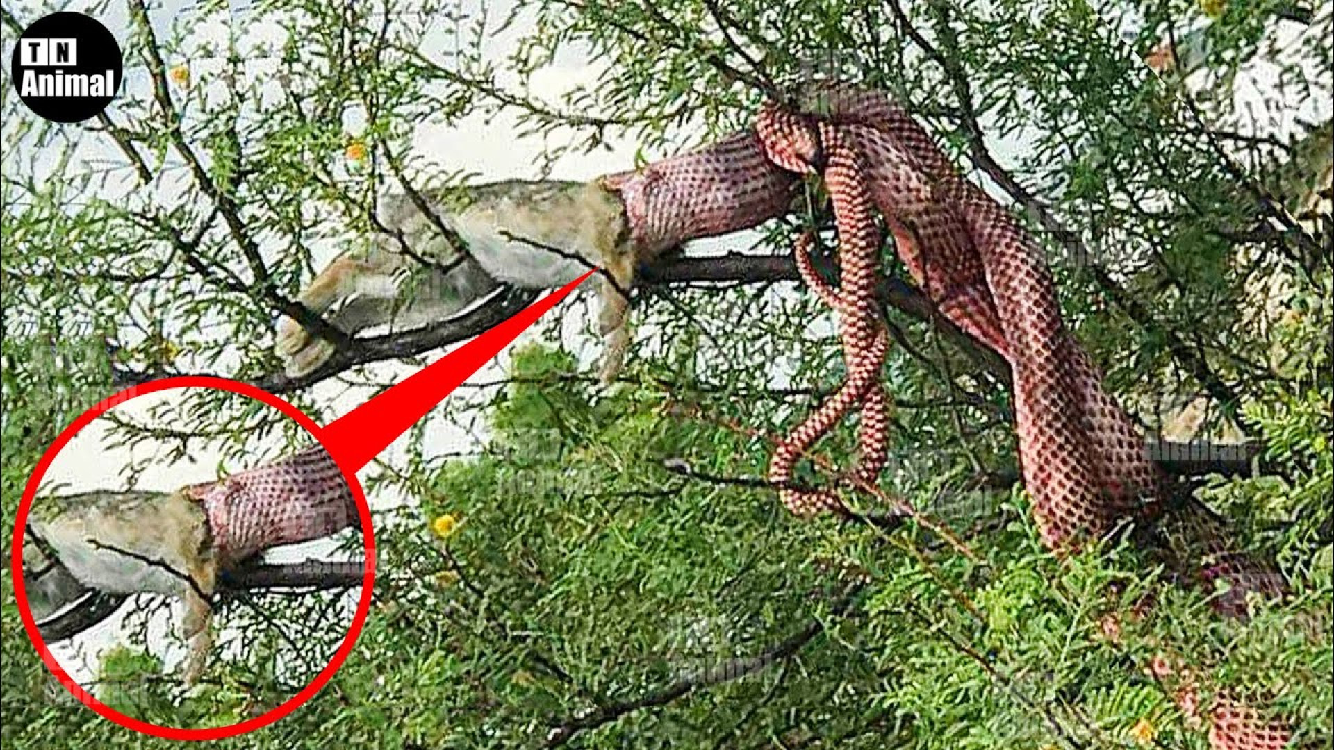 حیوانات وحشی 2023  مار های پیت...