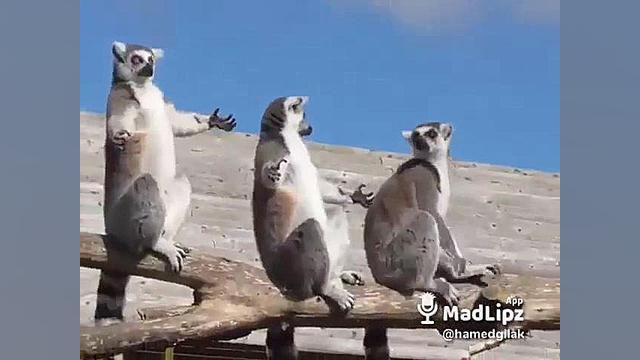 دعای حیوانات برای گرونی