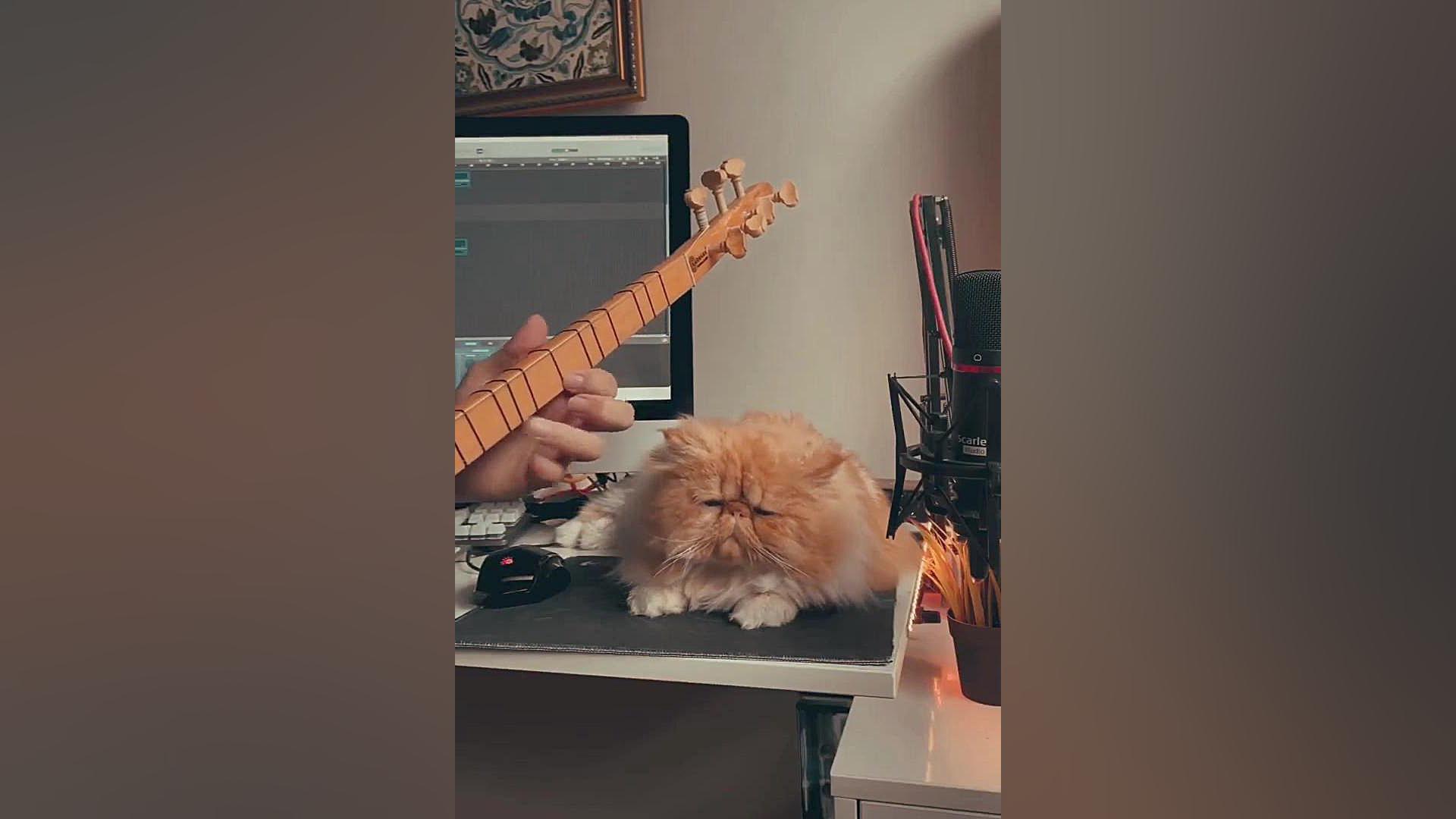 گیتار زدن گربه غمگین