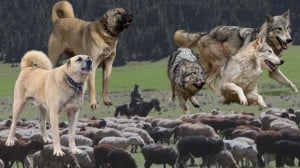 سگ های چوپان  حیوانات وحشی  حی...