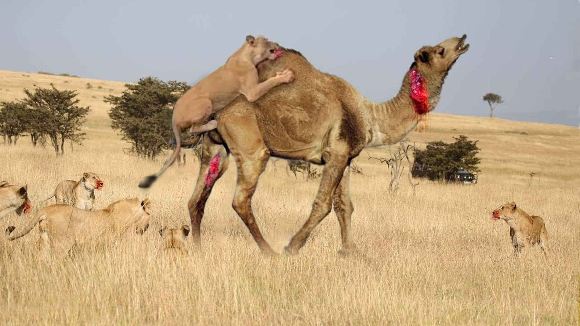 بزرگترین مبارزه ثبت شده حیوانا...