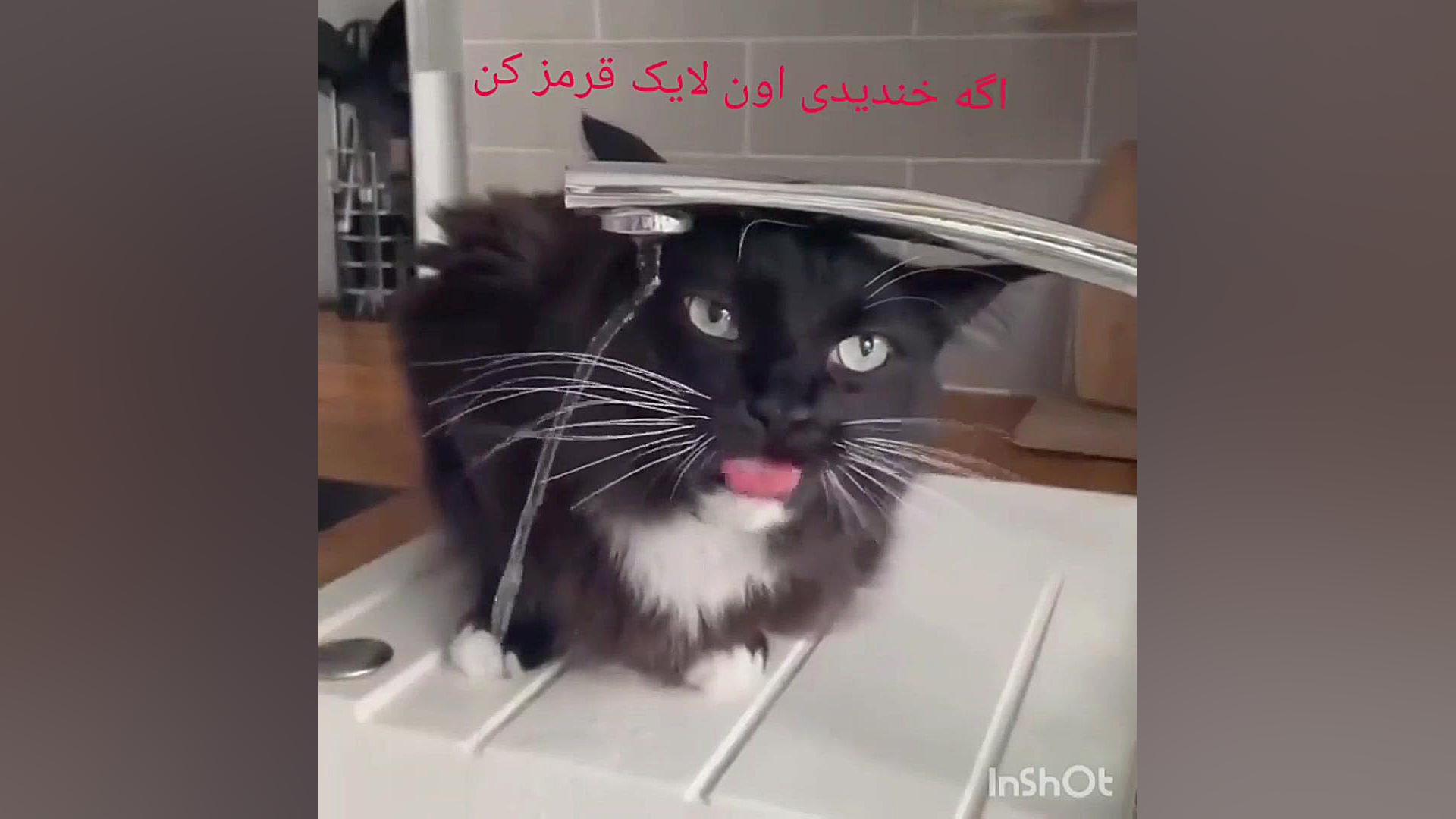 دایی اشتباه میزنی