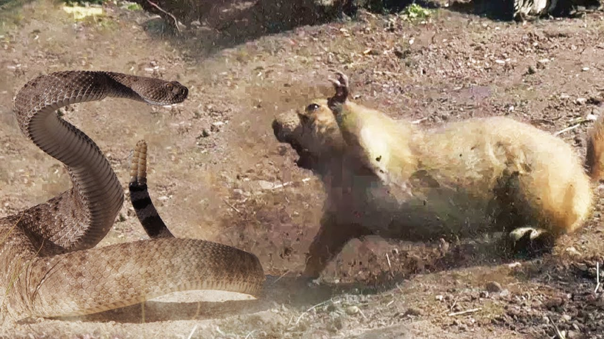 حتی مارها هم با این جوندگان قا...