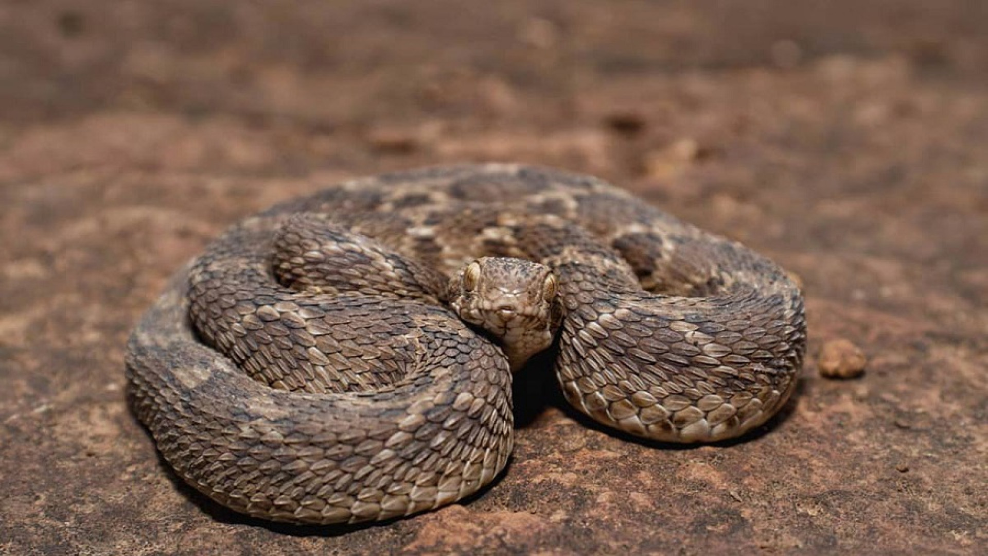 خطرناک ترین مارهای ایران از لح...