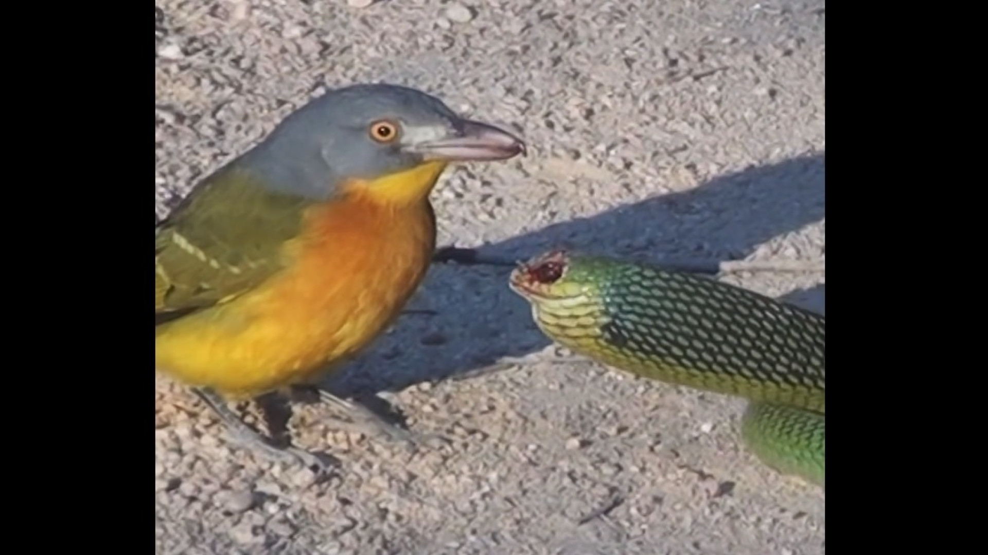 در آوردن چشم مار توسط پرنده زی...