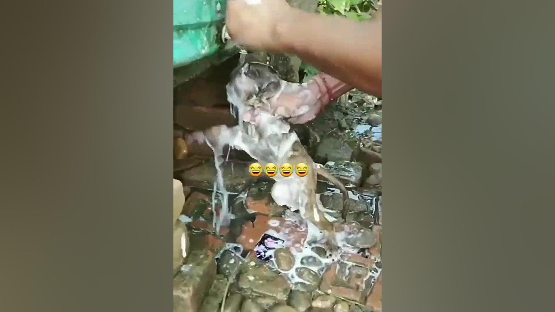 شاهو دربند دوبلە؟ جدید